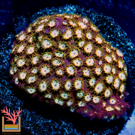 Peppermint Cyphastrea