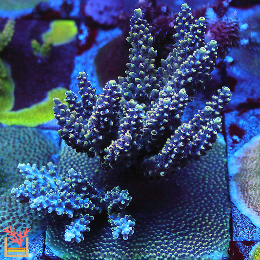 Pink Cadillac Acropora