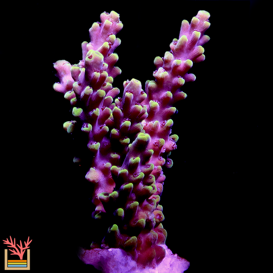 Pink Cadillac Acropora