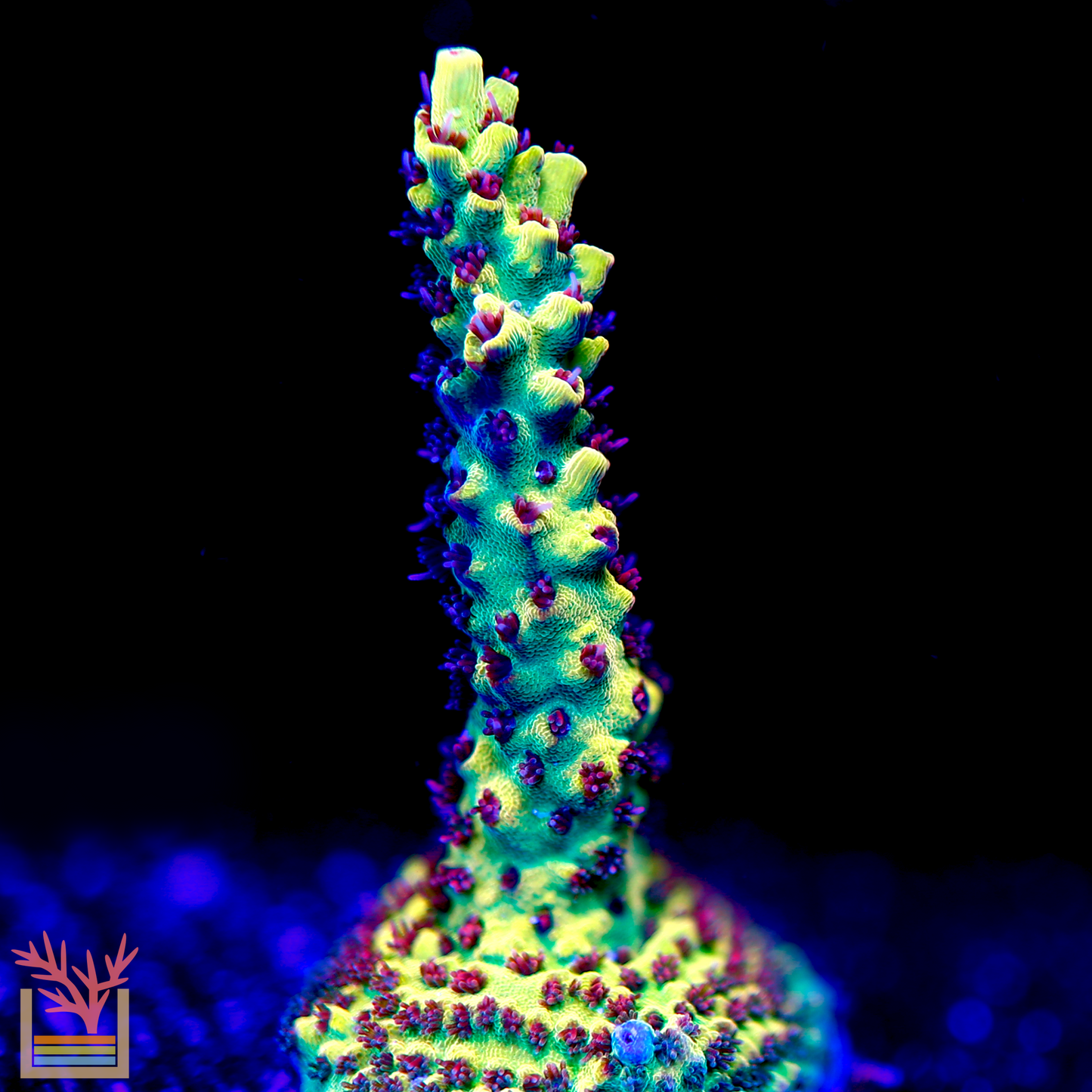 JF Pink Lemonade Acropora