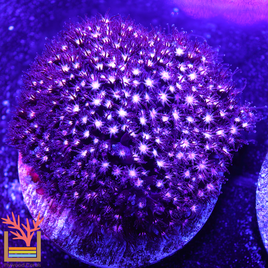 Pink Panther Stylocoeniella