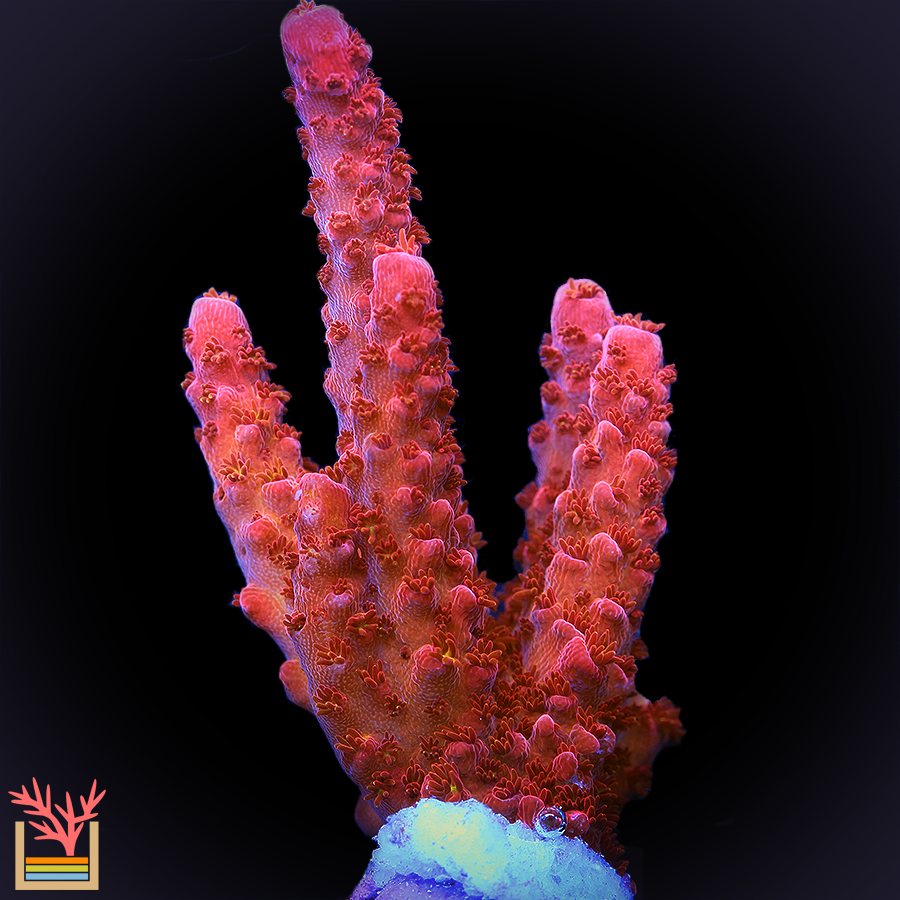 Route 66 Rommel Rainbow