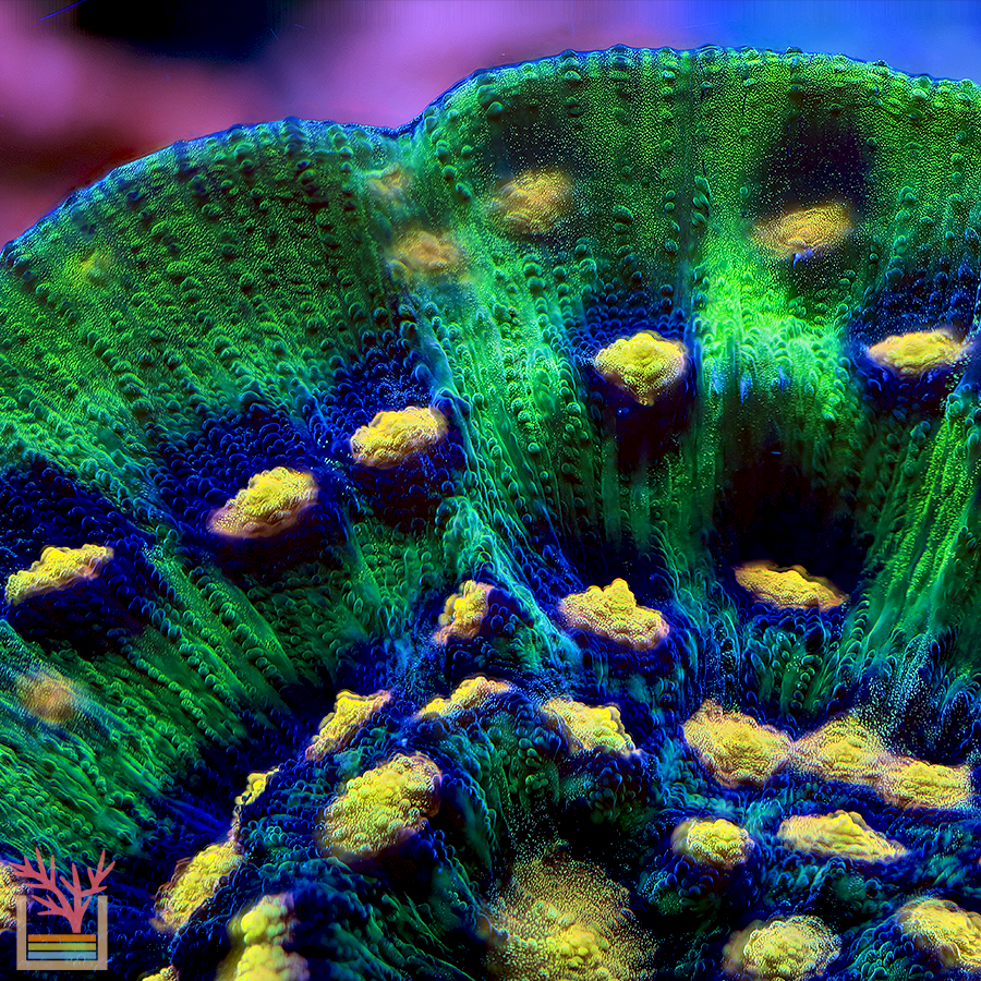 Raja Rampage Chalice