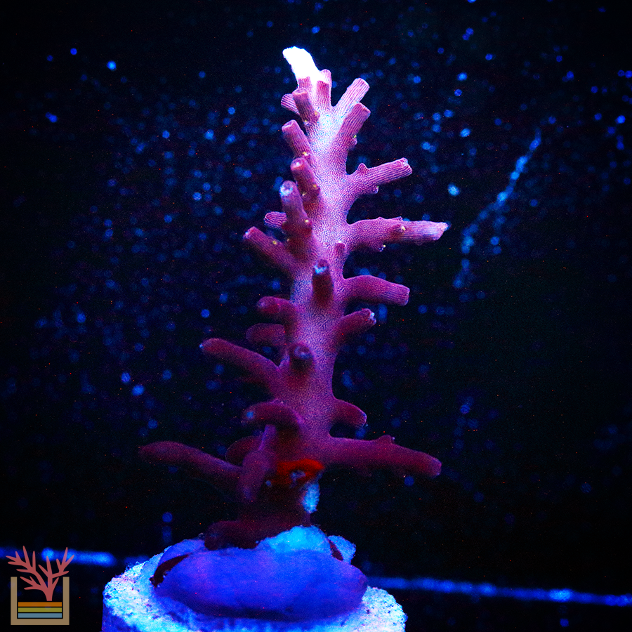 Red Dragon Acropora