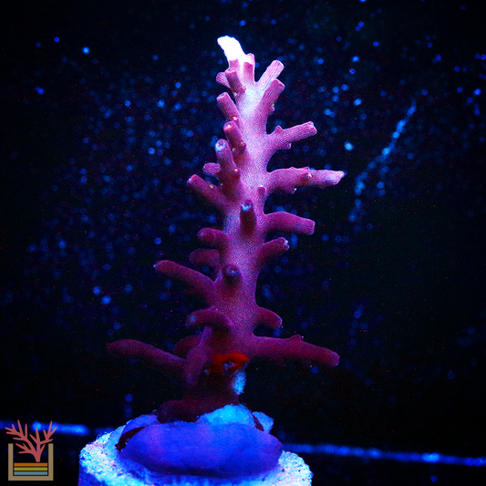 Red Dragon Acropora
