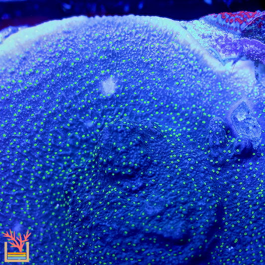 Starry Night Montipora