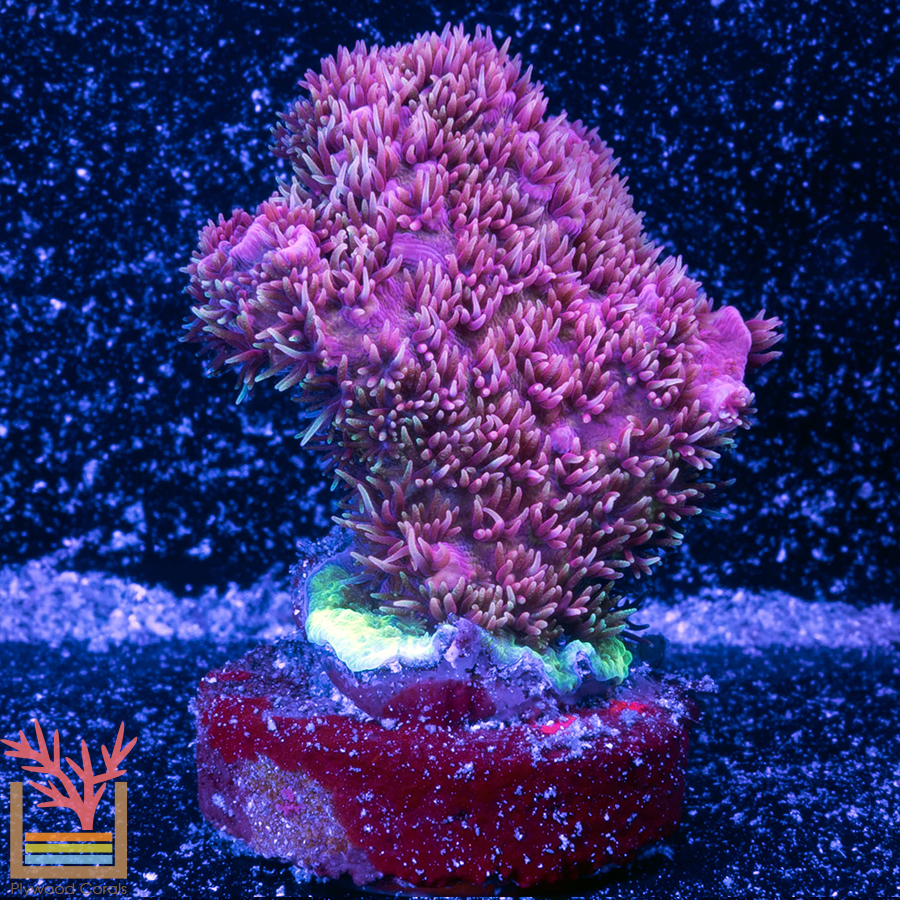 Strawberry Millepora