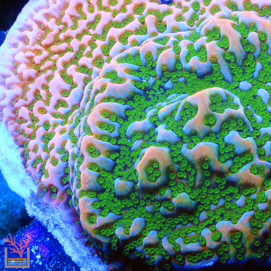 Sugar High Montipora