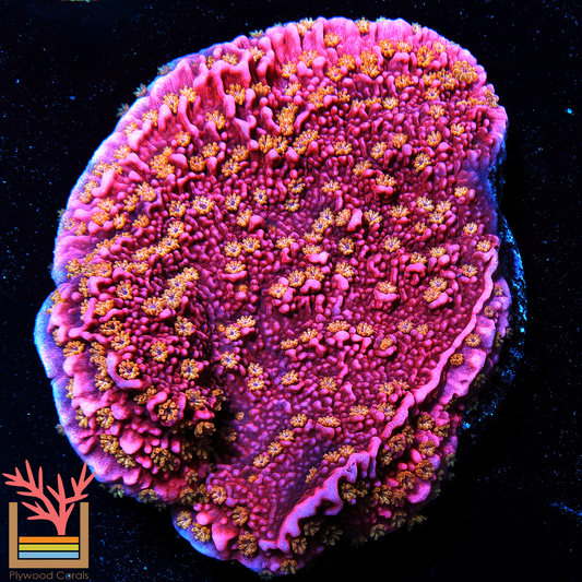 Starburst Montipora