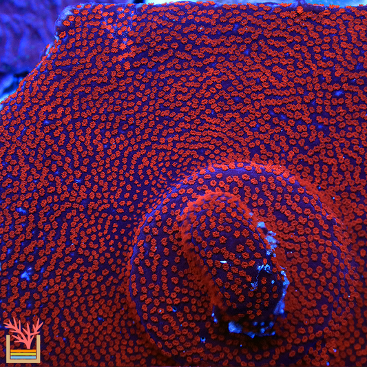 Superman Montipora