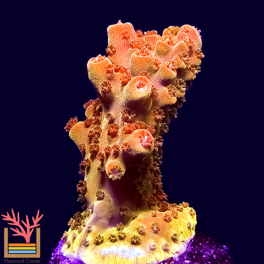 TGC Tropicana Acropora