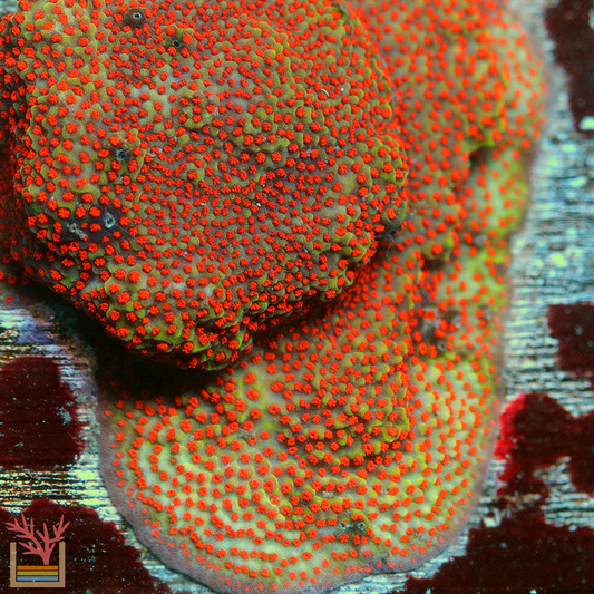 TSA Chili Pepper Montipora