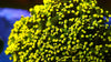 Yellow Yaeyamaensis