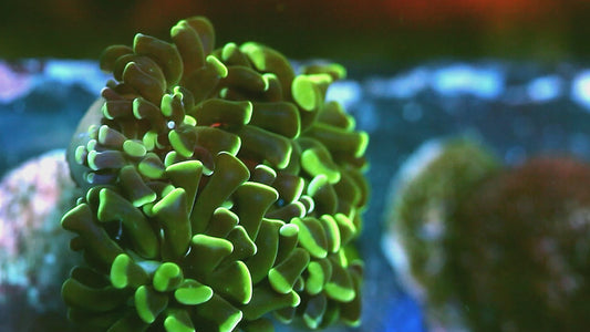 Metallic Green Hammer