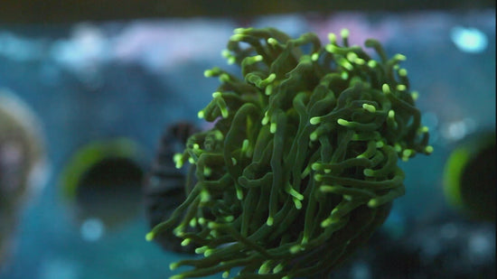 Metallic Green Torch