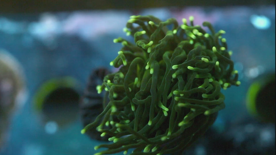 Metallic Green Torch