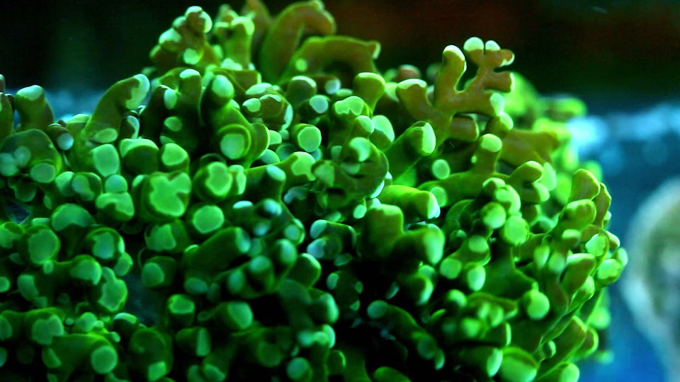 Metallic Green Frogspawn