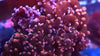 Peach Frogspawn